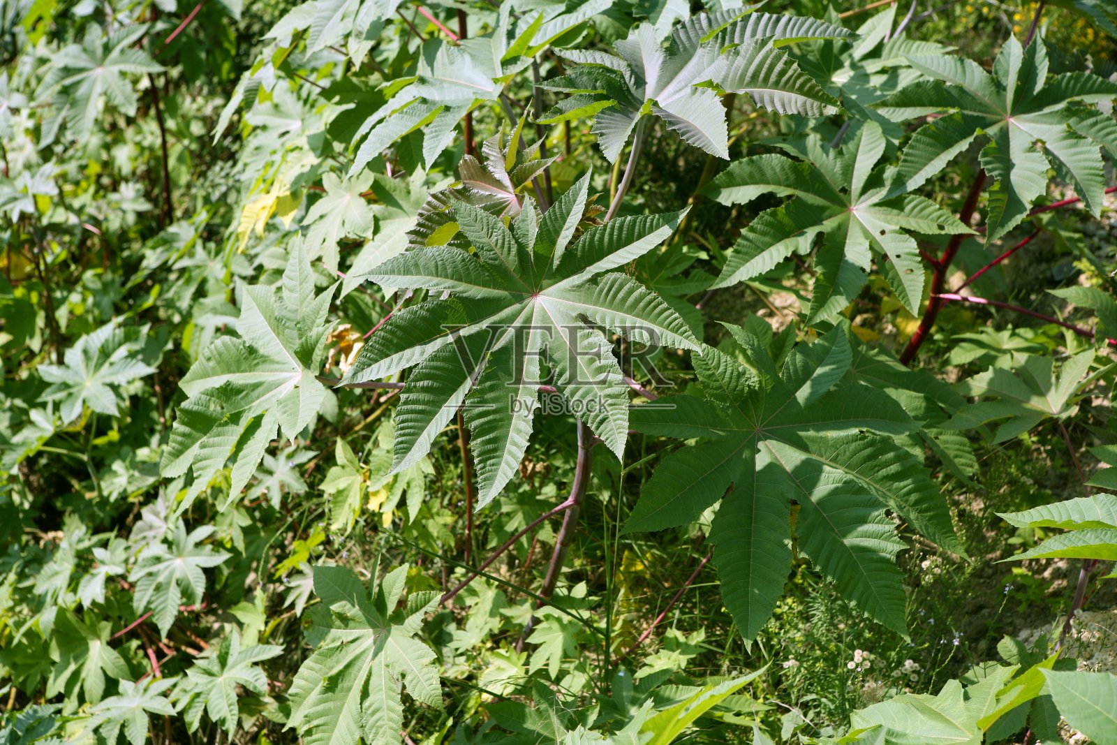 蓖麻，蓖麻籽，蓖麻油，照片摄影图片