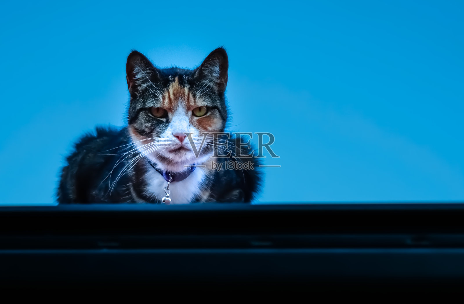 当我在澳大利亚新南威尔士州悉尼郊区的房子屋顶上拍一朵花的时候，一只大眼睛的猫的肖像凝视和跟踪我照片摄影图片