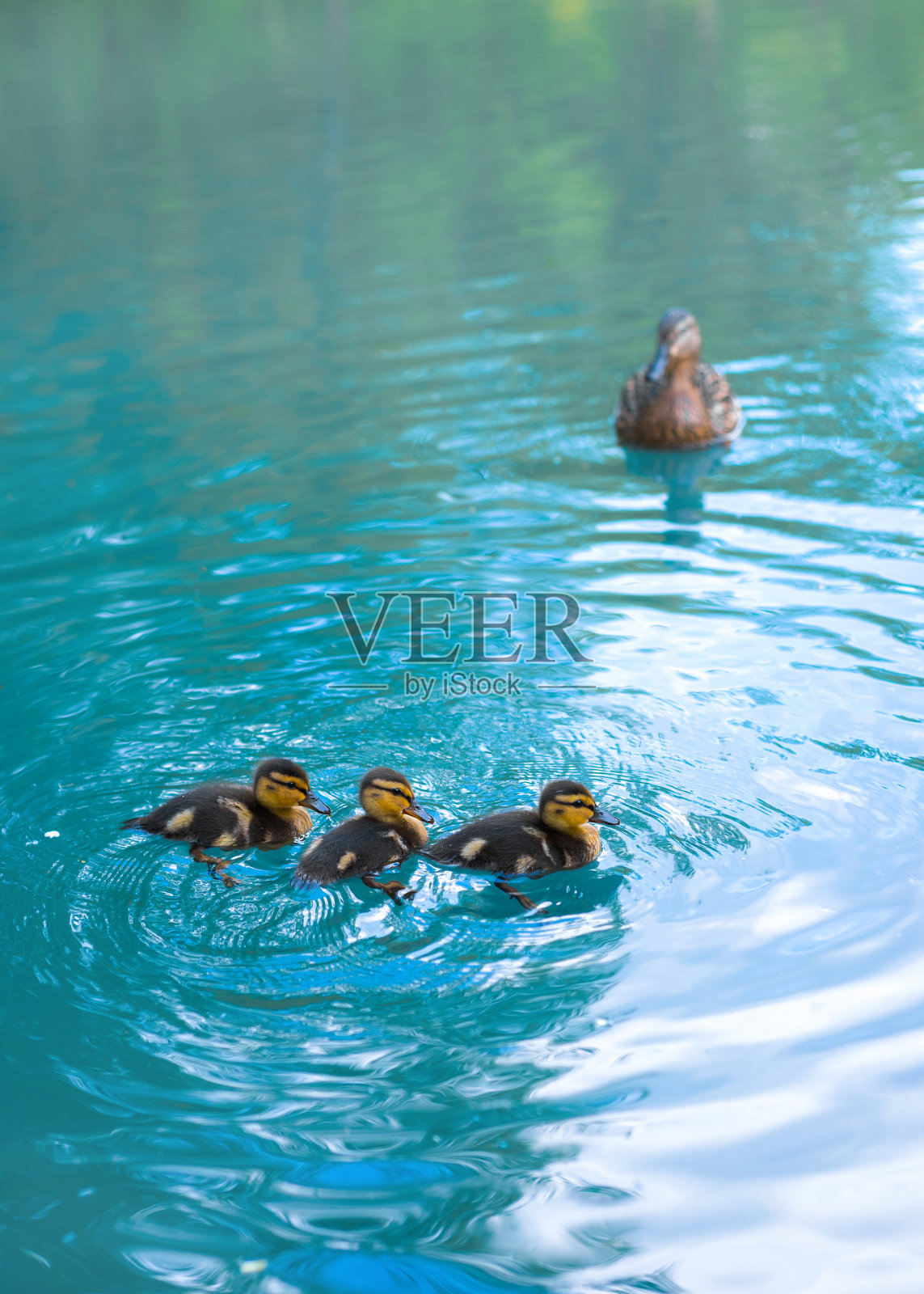 母绿头鸭(绿头鸭)和她刚孵出的小鸭子在湖里游泳照片摄影图片