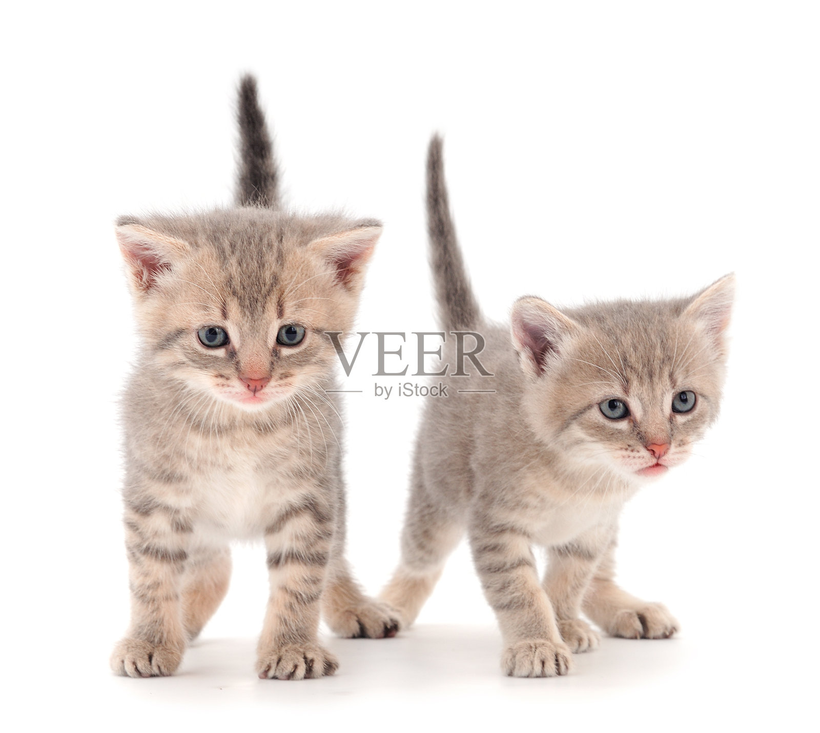 两只灰色的小猫。照片摄影图片