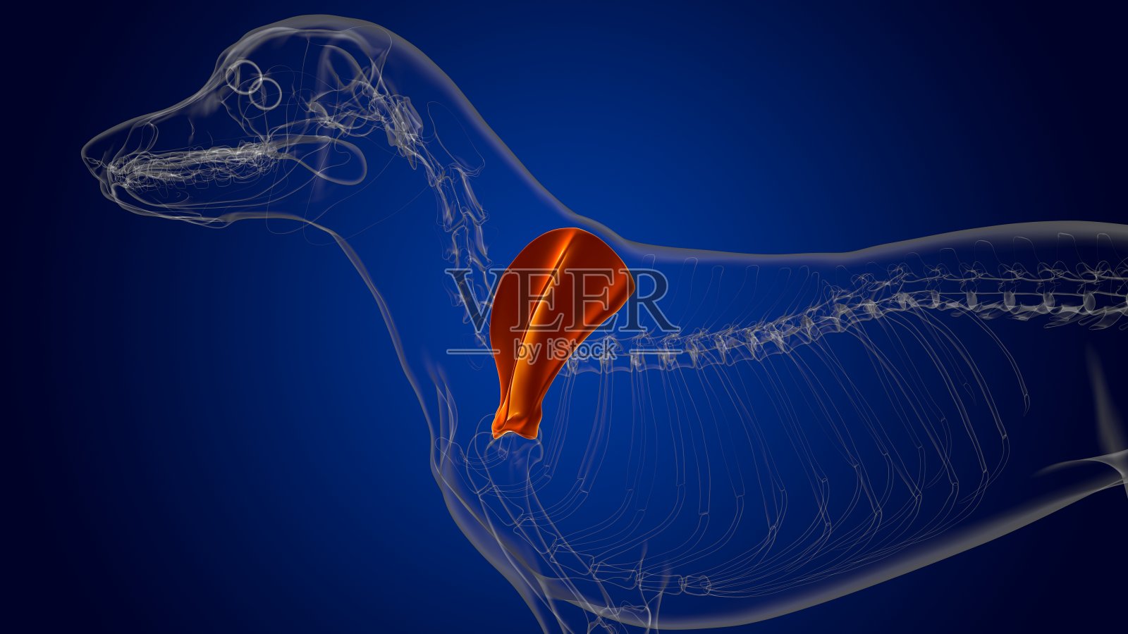 肩胛骨狗骨骼解剖医学概念3D照片摄影图片