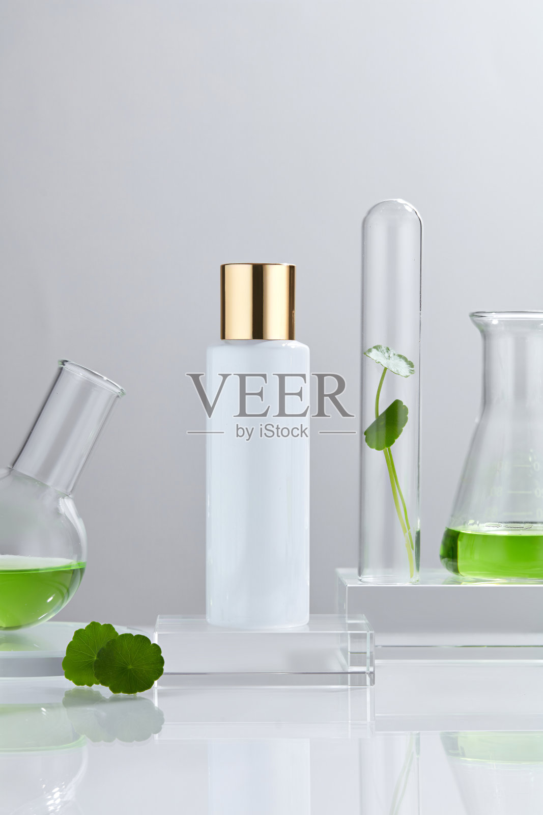 积雪草的室内实验与研究照片摄影图片