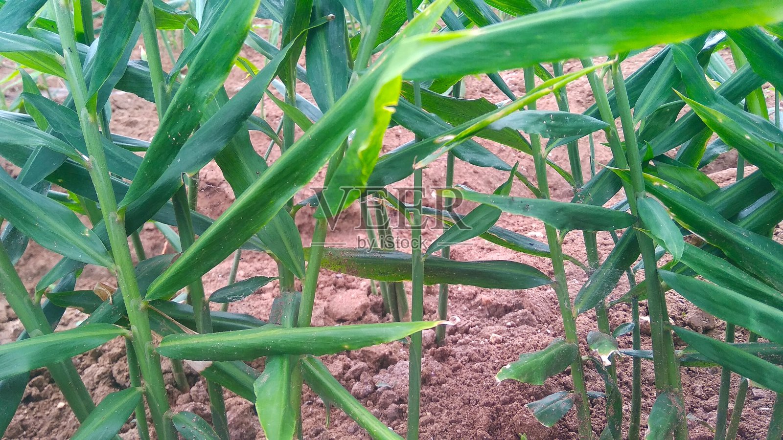 姜属植物照片摄影图片