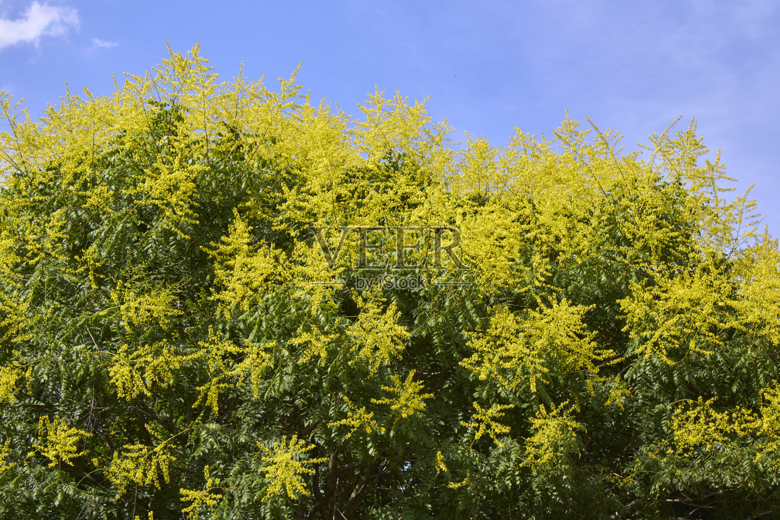 栾树开花照片摄影图片