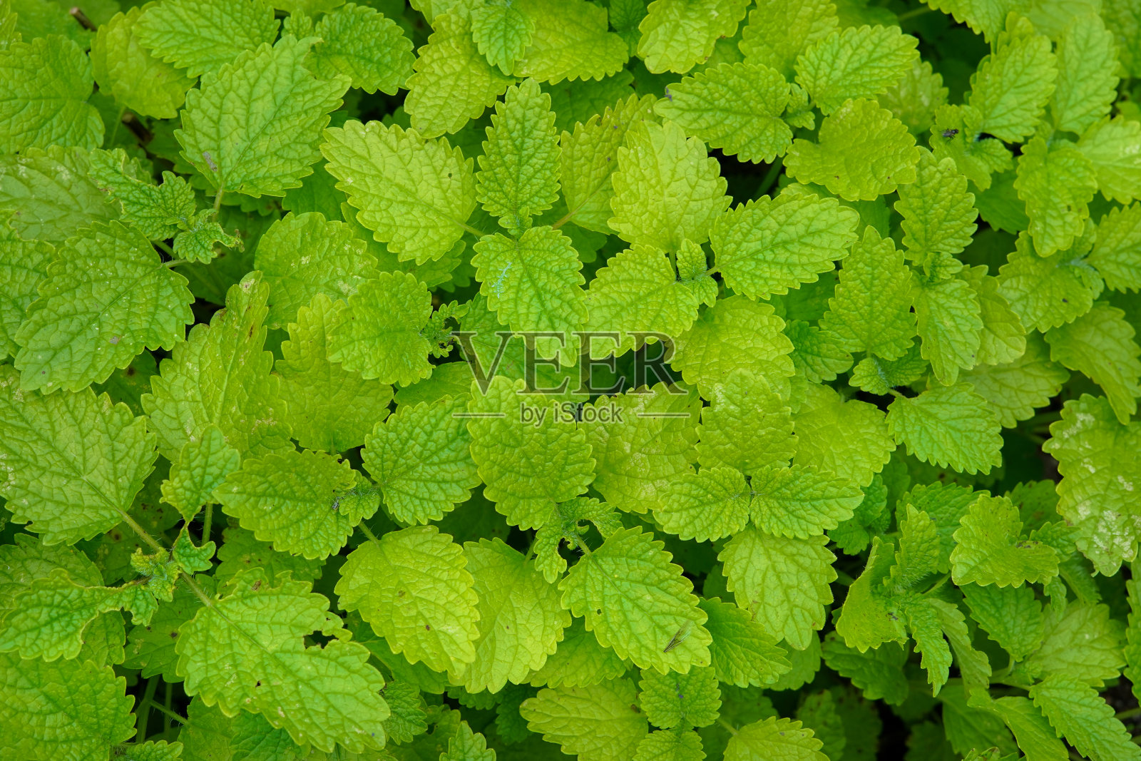 新鲜明亮的Melissa officinalis叶子照片摄影图片