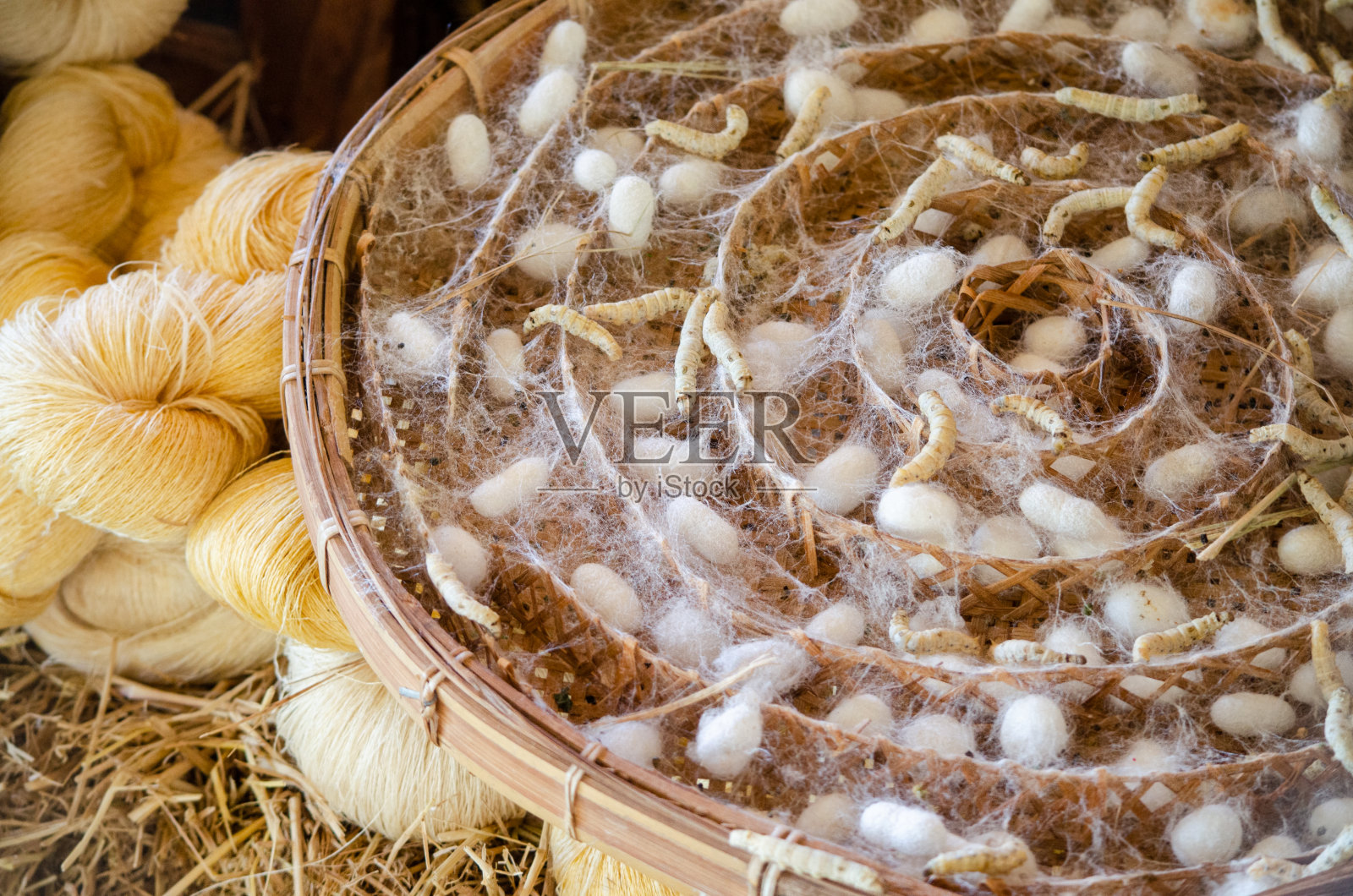在泰国传统丝绸生产农场的木托盘上，用白色蚕茧包裹着生的柔软的黄色丝线照片摄影图片