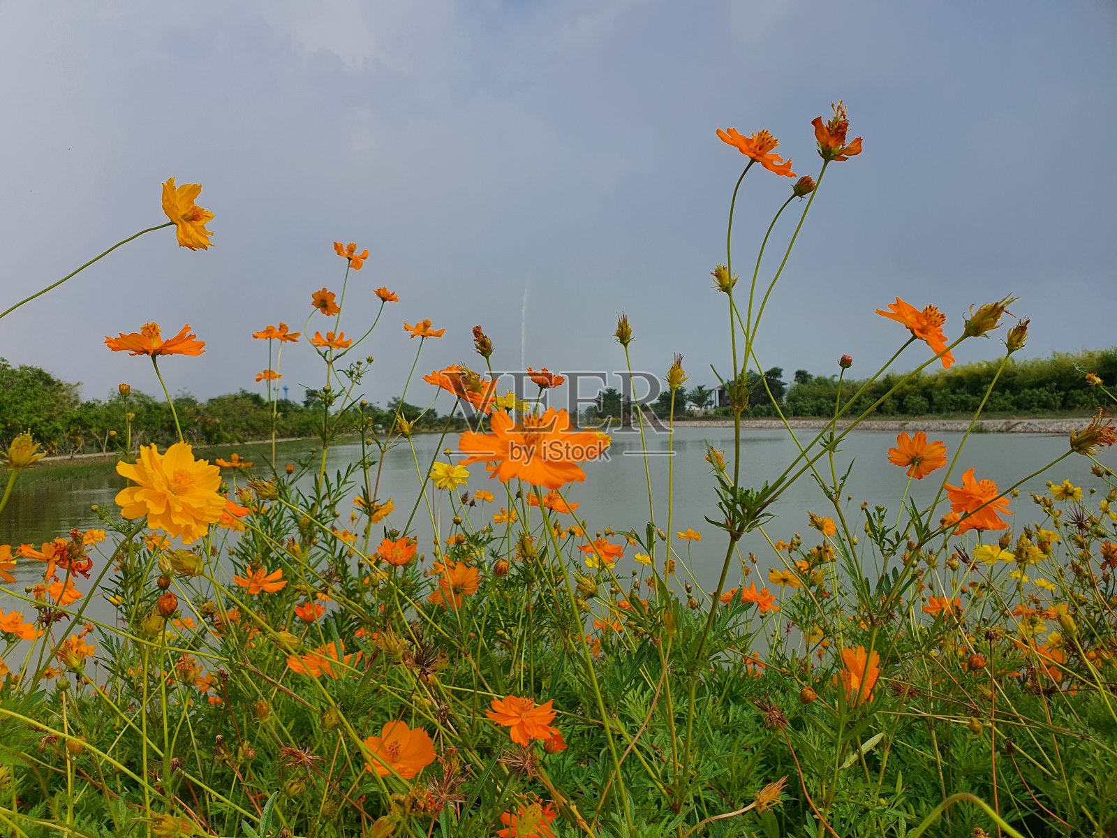 鬼针草是一种二年生植物，茎直，叶多毛，花黄色或橙色。照片摄影图片
