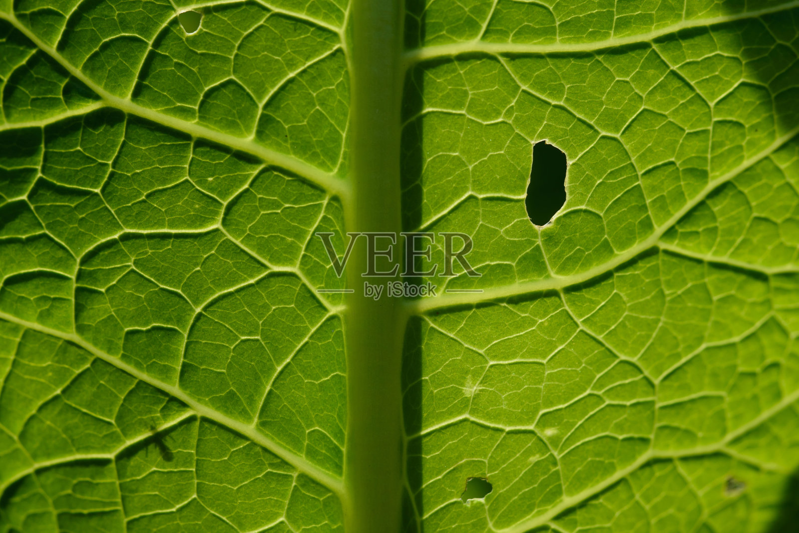 绿叶特写背景。照片摄影图片