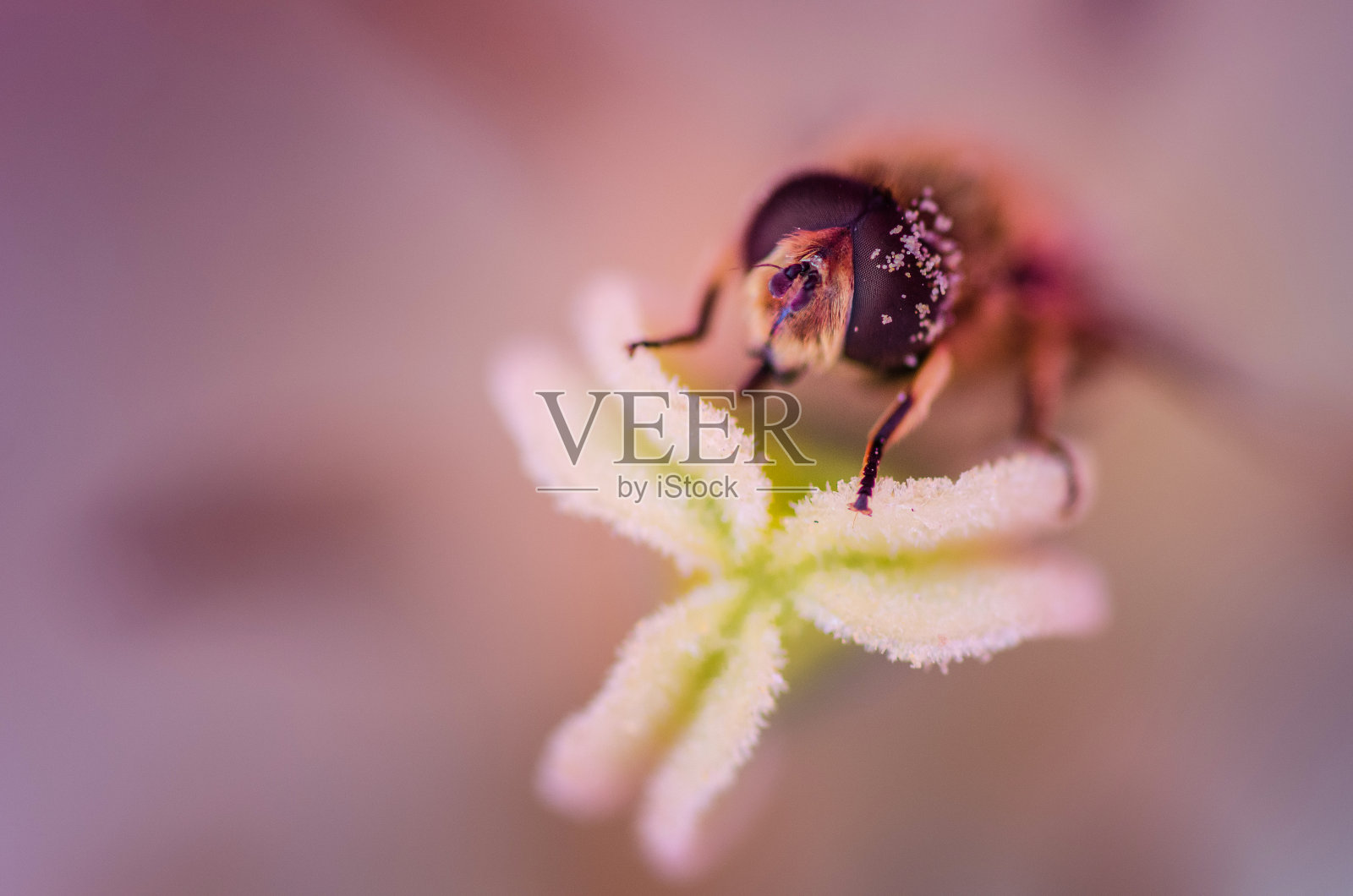 蜜蜂和花的宏观摄影照片摄影图片