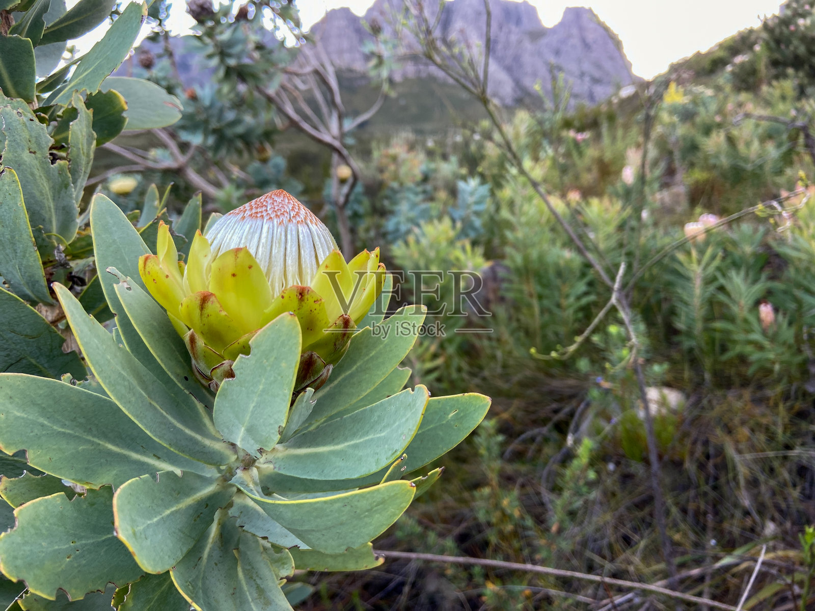 Protea在清晨的阳光下开花照片摄影图片