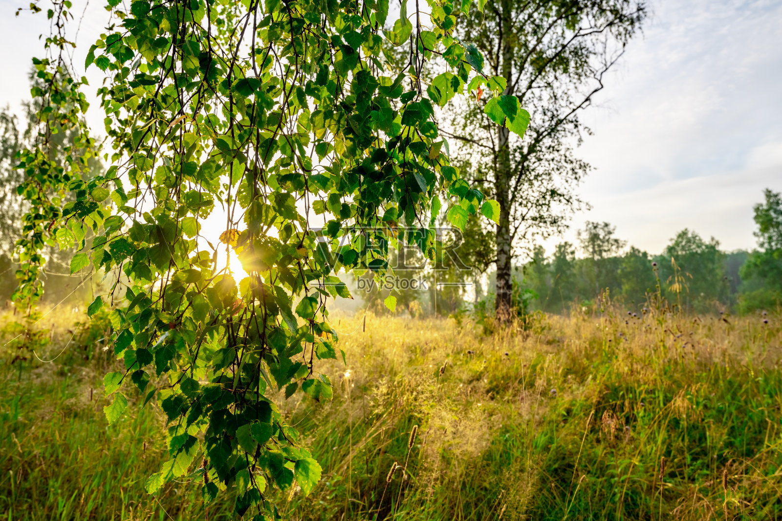一缕阳光穿过树照片摄影图片