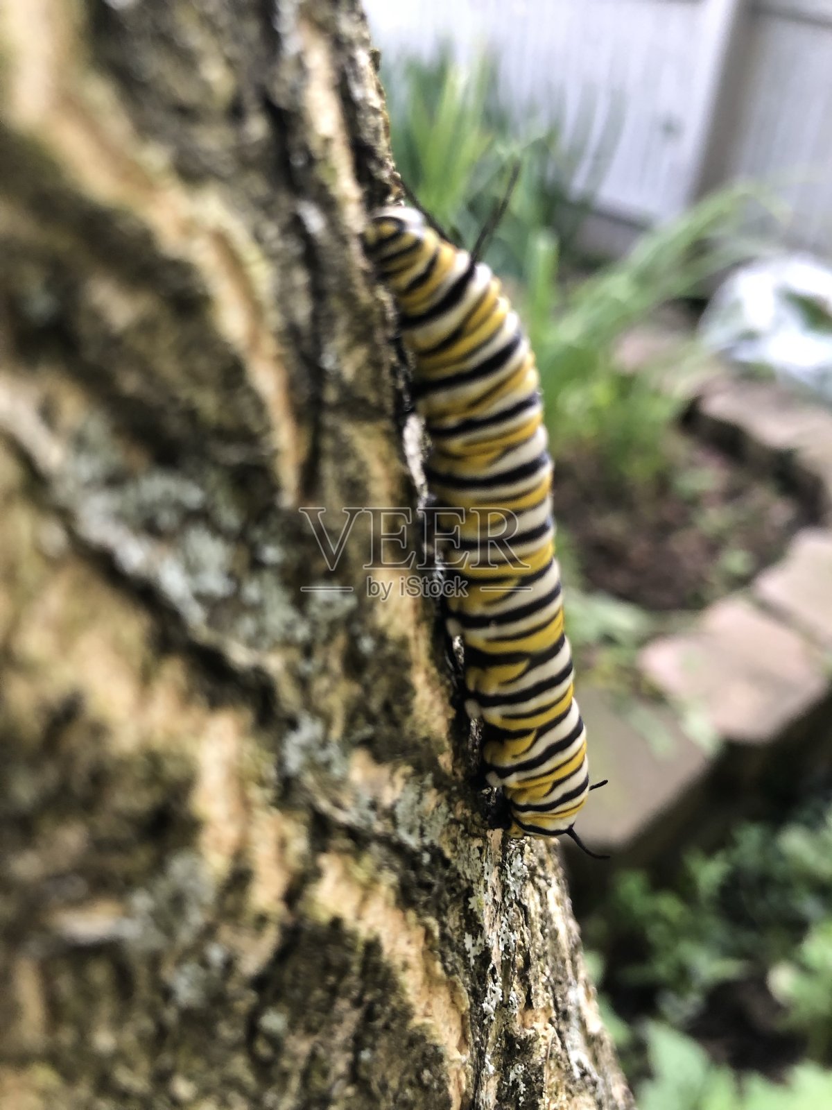 黑脉金斑蝶卡特彼勒照片摄影图片