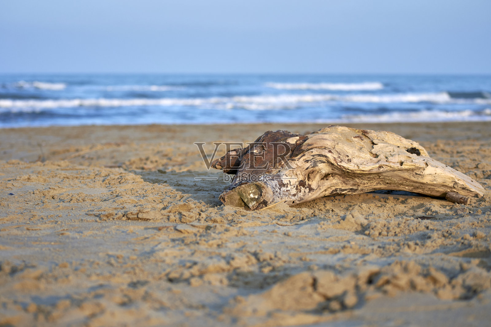 被遗弃在海滩上的树枝照片摄影图片