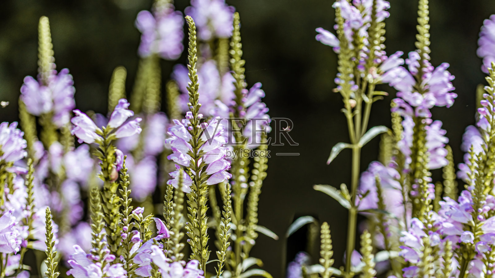 紫花田野的特写照片摄影图片