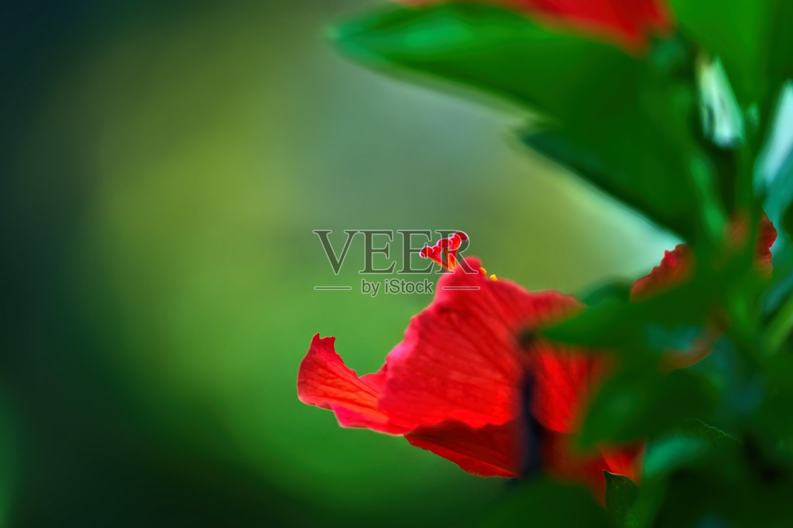 红色木槿花的雌蕊照片摄影图片