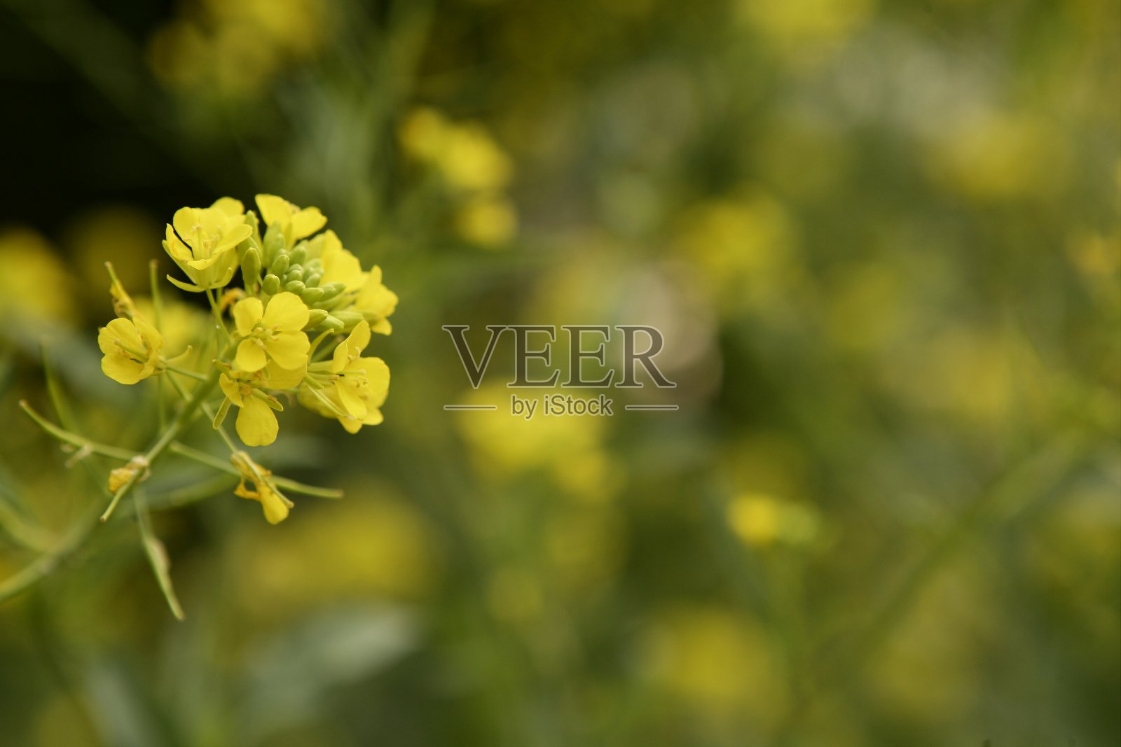 芥菜花和黄花属植物照片摄影图片