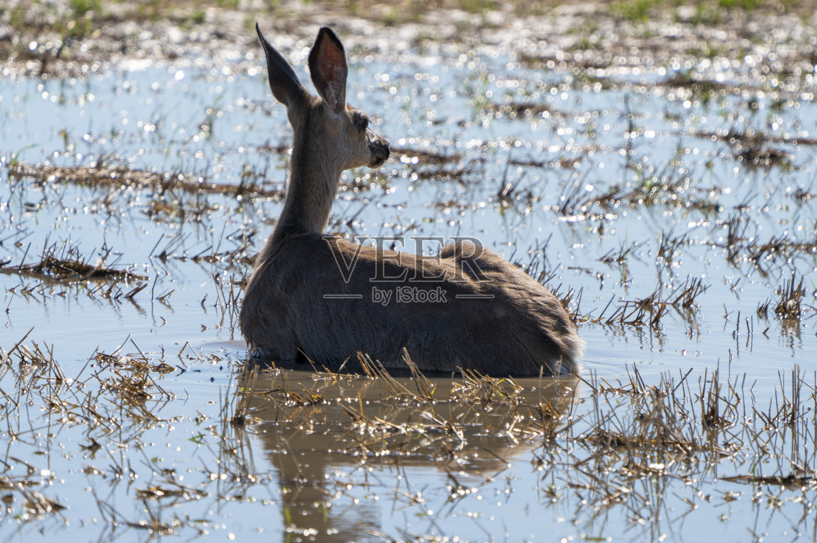 鹿在池塘照片摄影图片