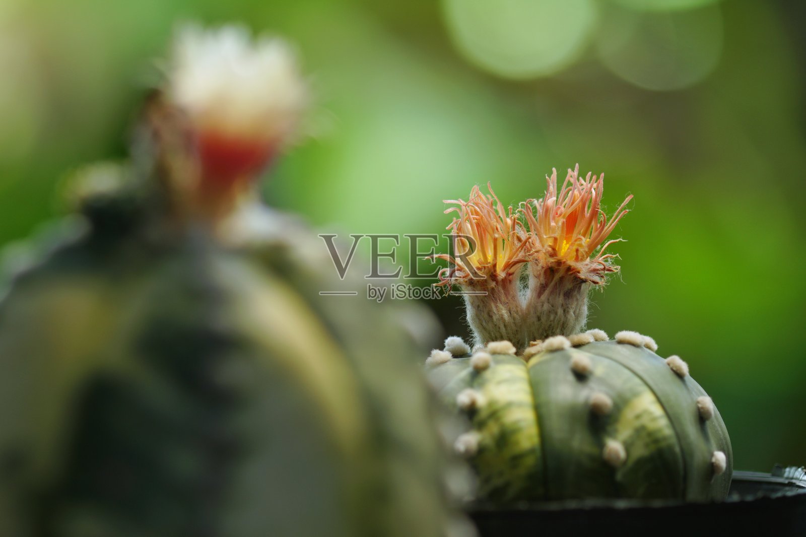 杂色星草是仙人掌的一种。照片摄影图片