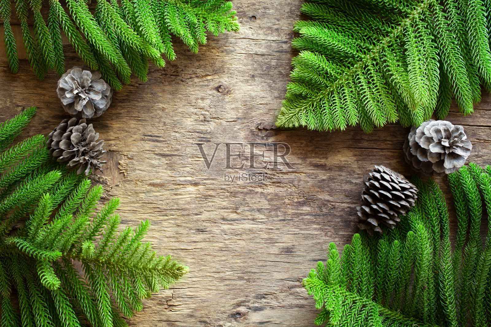 松树树枝上挂着一条旧木板横幅照片摄影图片