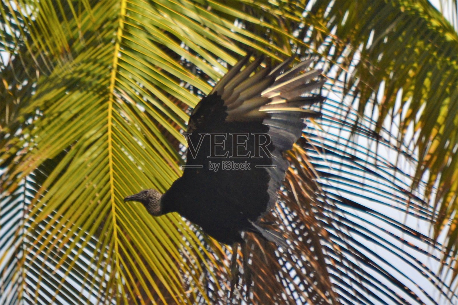 黑秃鹰照片摄影图片