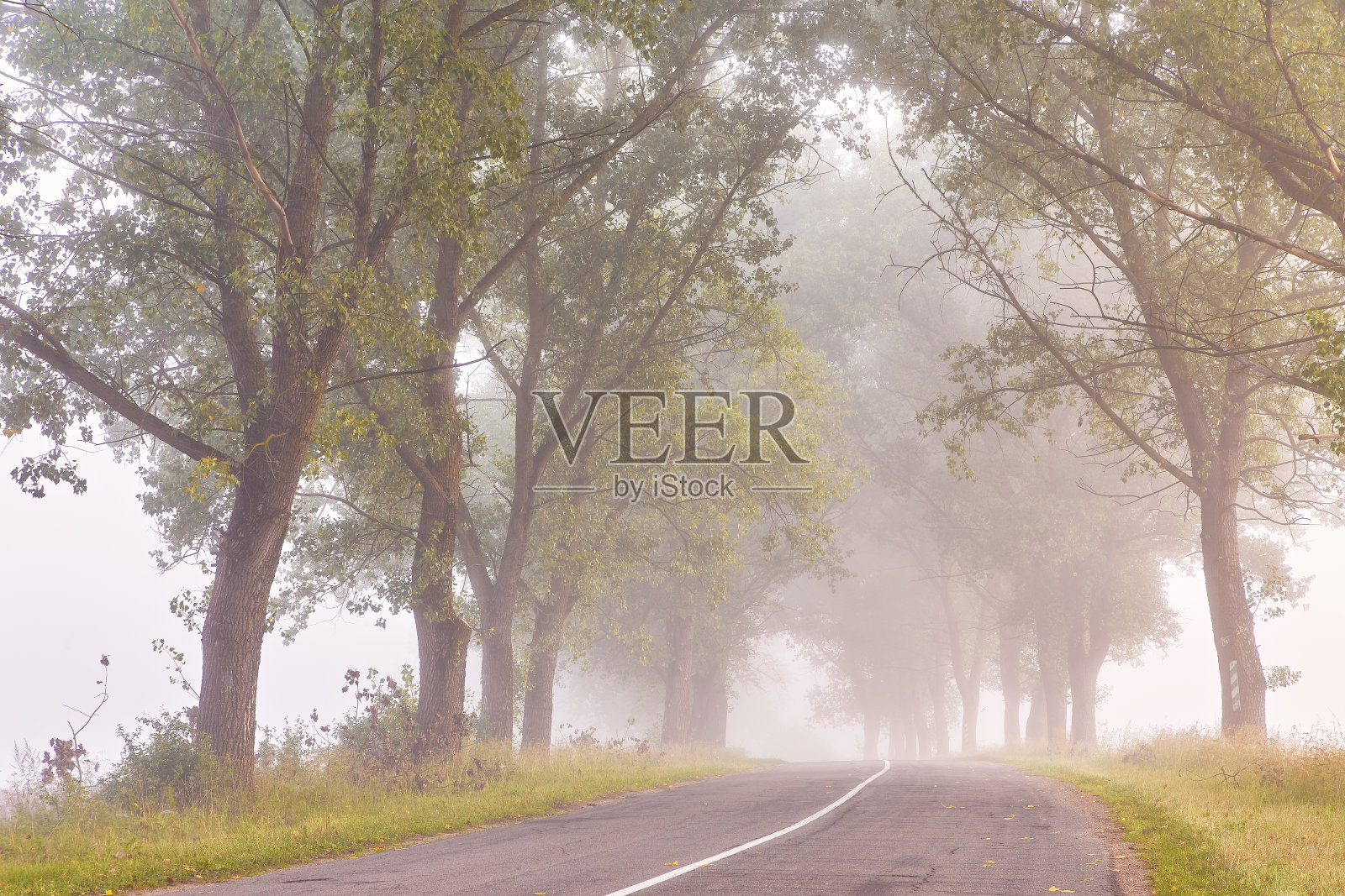 乡间柏油路，夏日雾蒙蒙的早晨。大树谷照片摄影图片