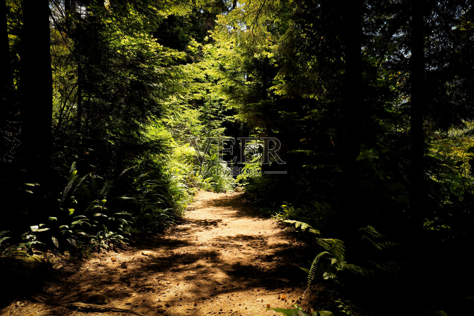 Belcarra地区公园的小径照片摄影图片