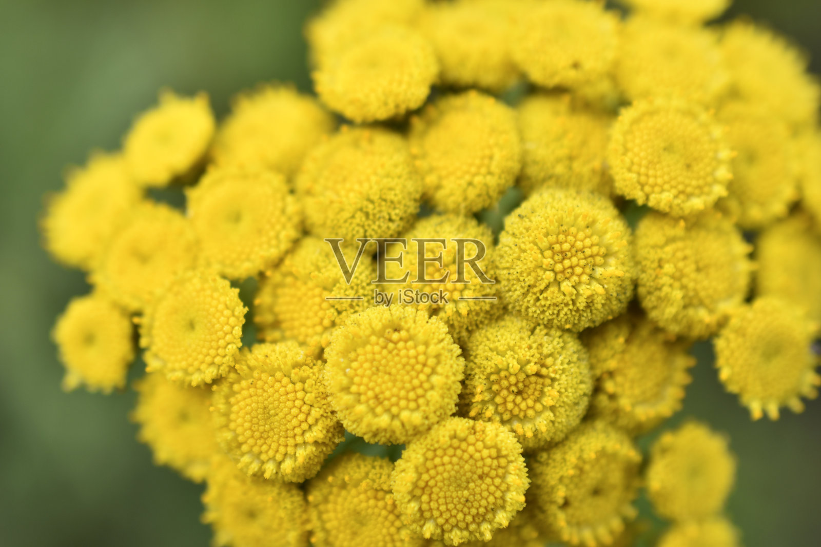 常见的tanacetum vulgclose的黄色花照片摄影图片