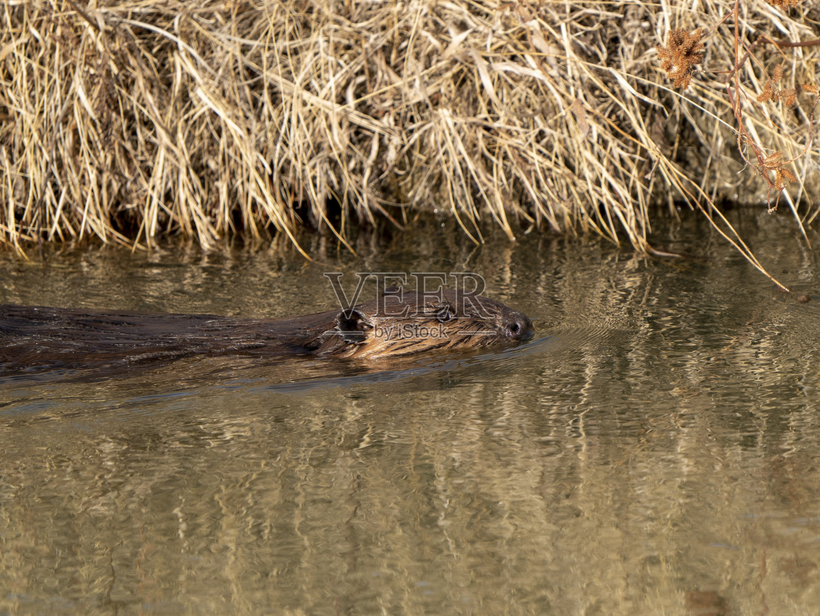 海狸在春天照片摄影图片