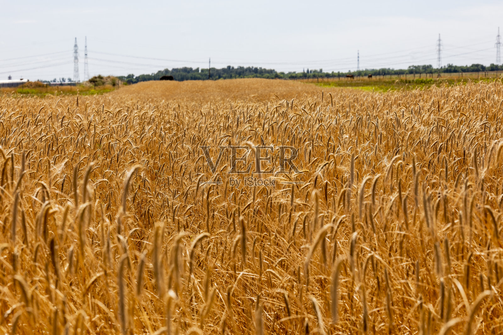 麦田照片摄影图片