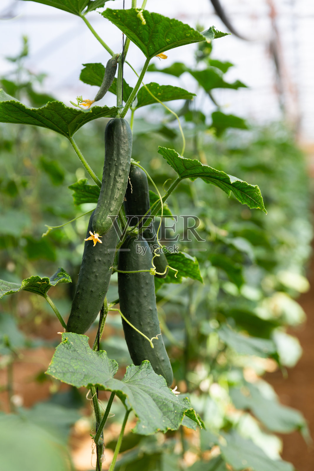 大温室里的黄瓜照片摄影图片