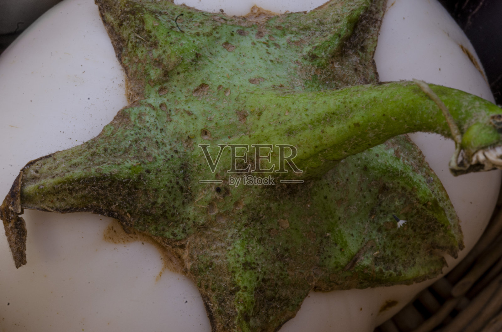 白茄子照片摄影图片