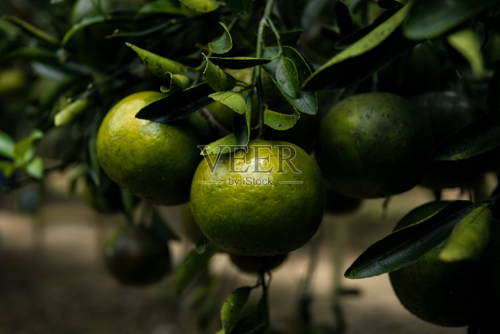 橙色水果的特写照片摄影图片
