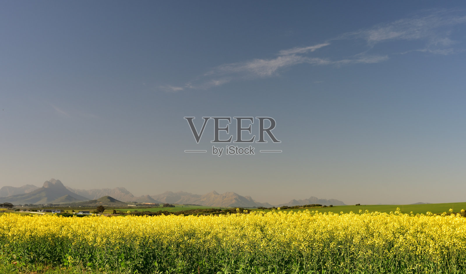 明亮的黄色油菜花与引人注目的山脉在西开普的背景照片摄影图片