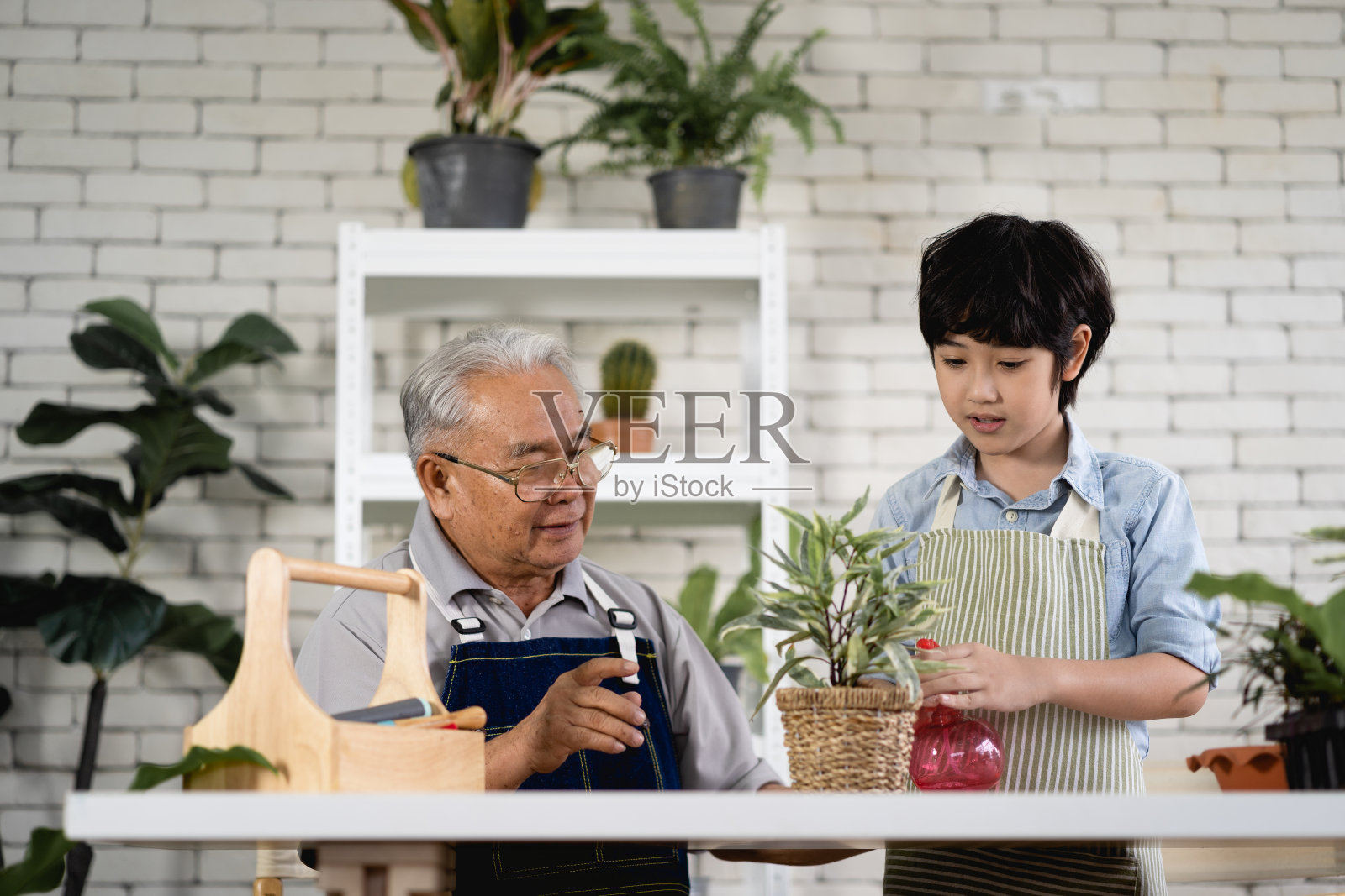 祖父在室内做园艺，教孙子照顾植物照片摄影图片