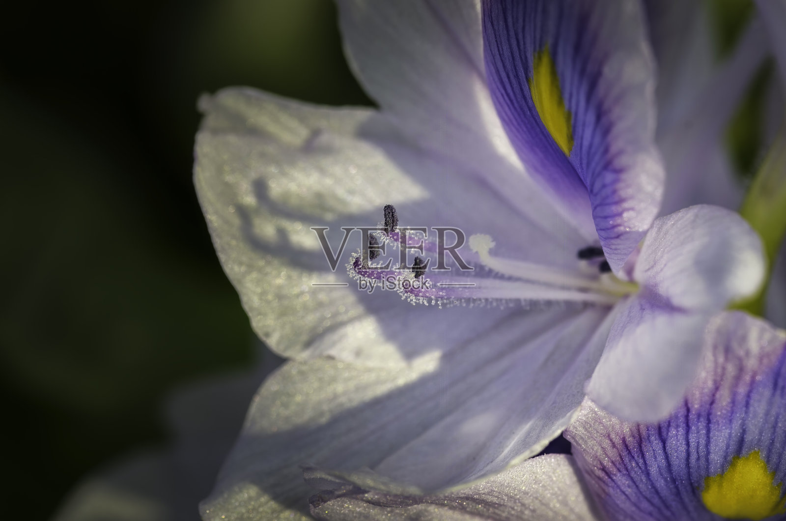 凤眼莲盛开的紫罗兰花的特写镜头。紫色水葫芦，水葫芦属，花束是娇嫩的花瓣美丽的自然背景照片摄影图片