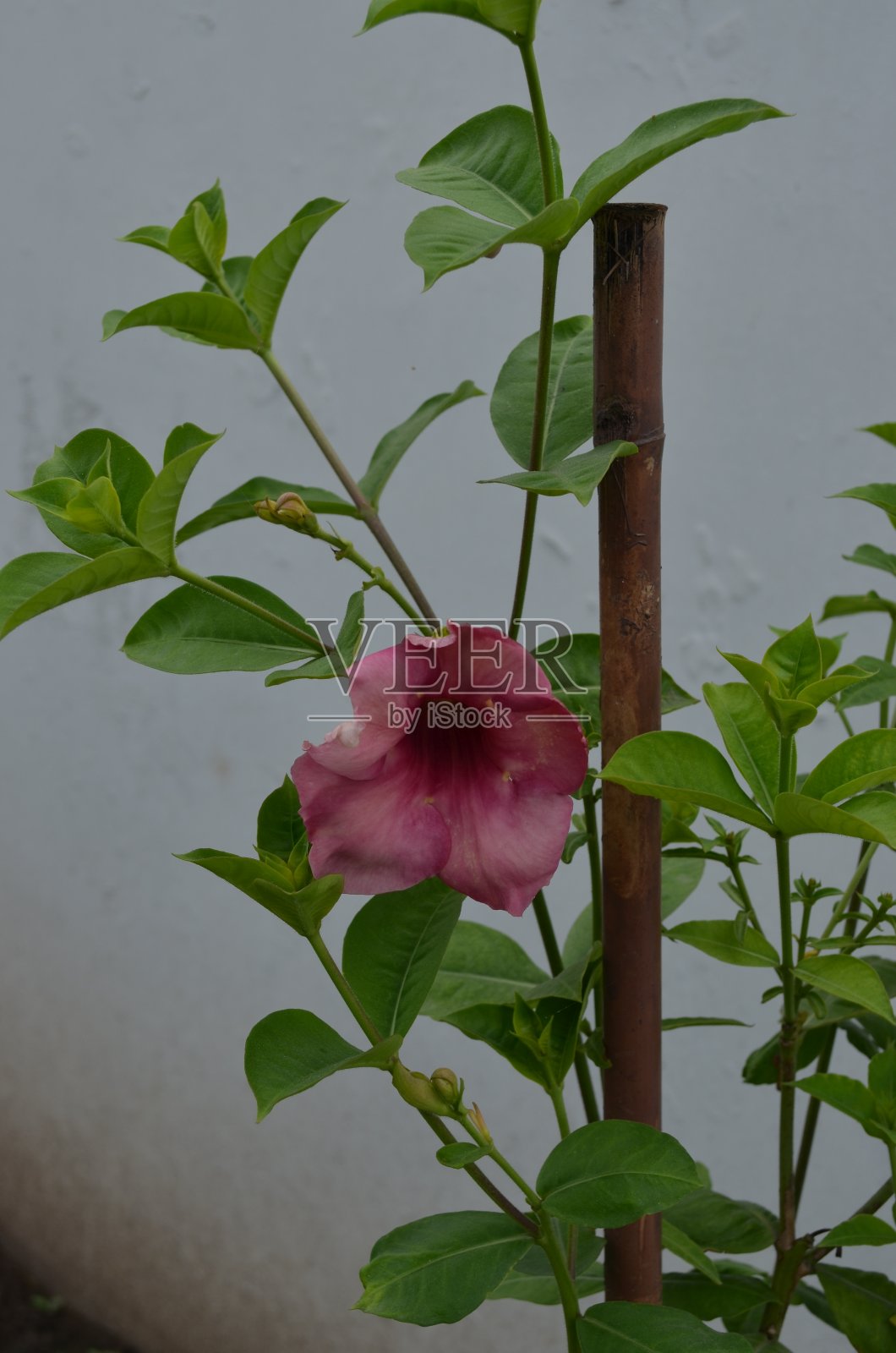 一种樱桃色的Allamanda '樱桃银禧'花在藤蔓植物上。芬芳的喇叭状花朵盛开时。印度夏季。照片摄影图片
