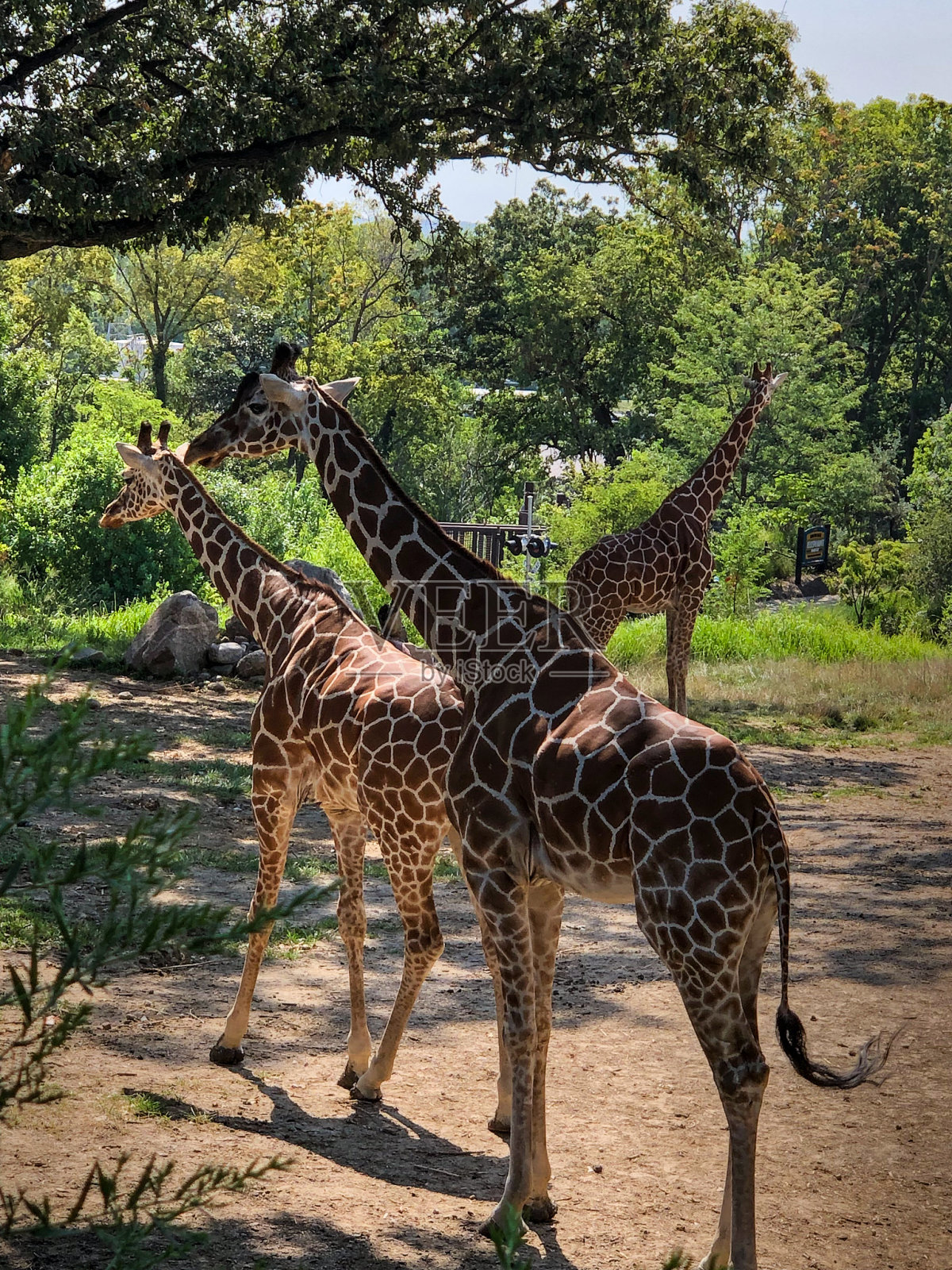 三只美丽的长颈鹿在绿树旁照片摄影图片
