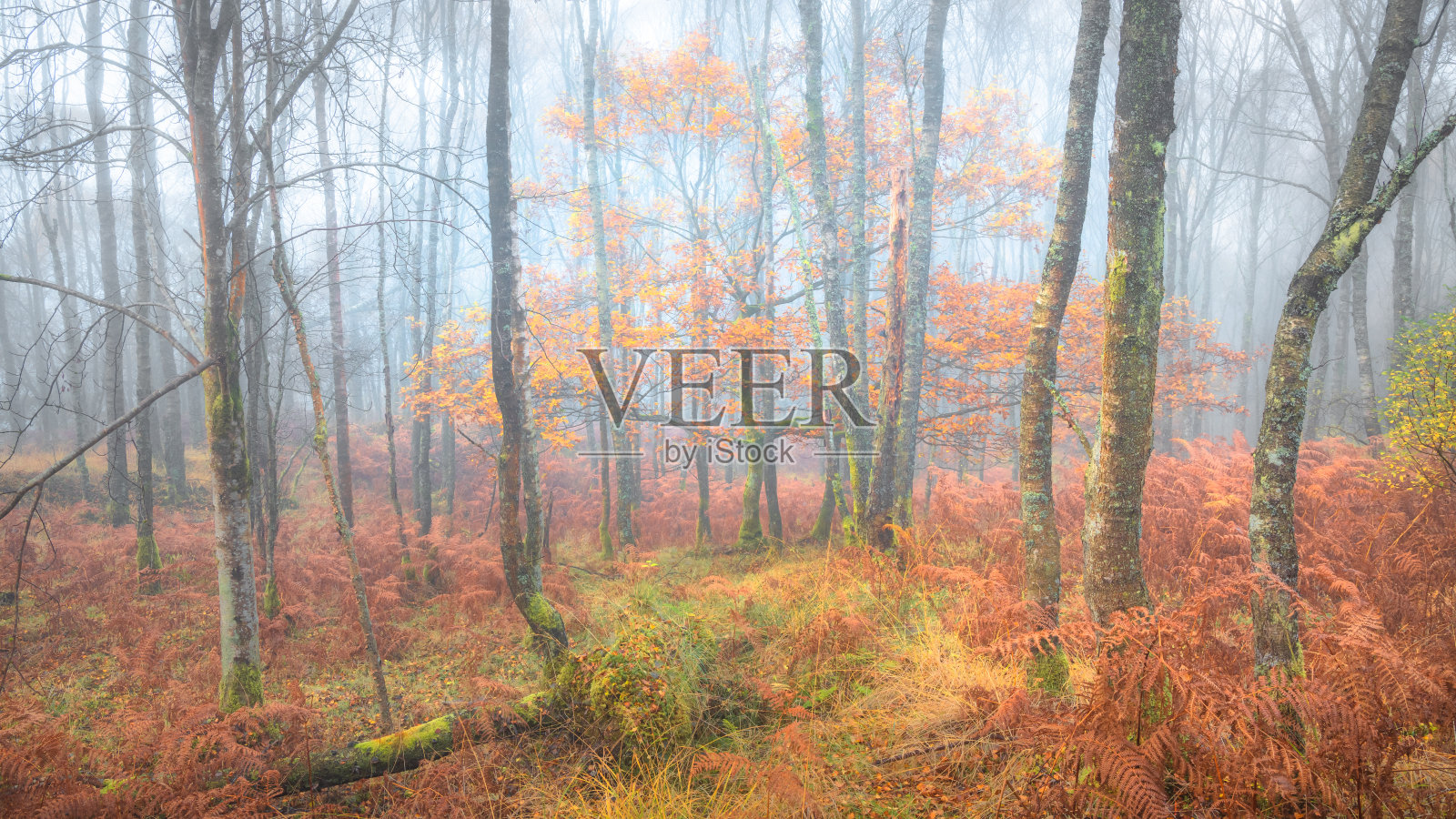 秋天振动,苏格兰照片摄影图片