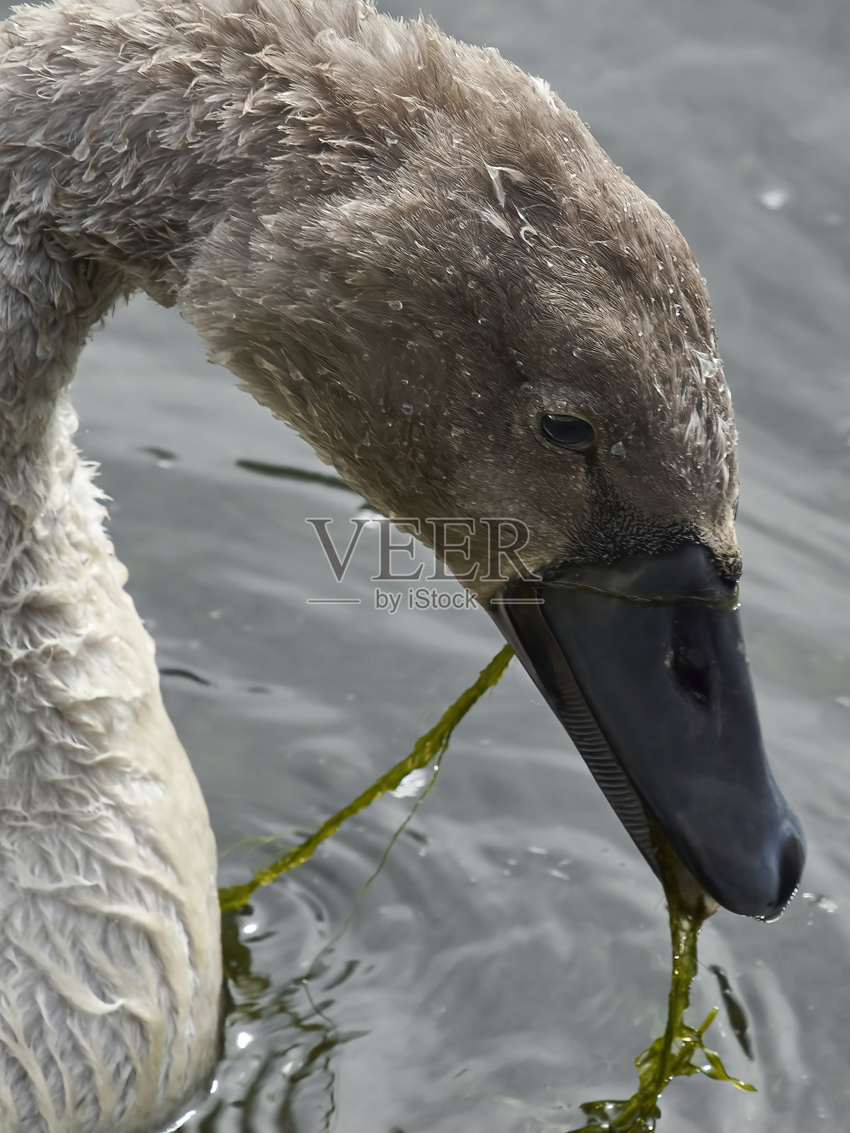 喂养小天鹅照片摄影图片