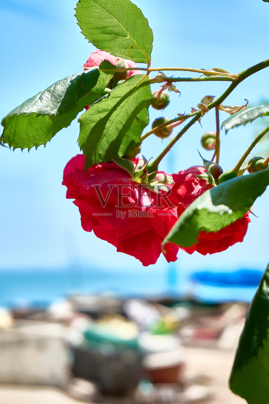 玫瑰照片摄影图片