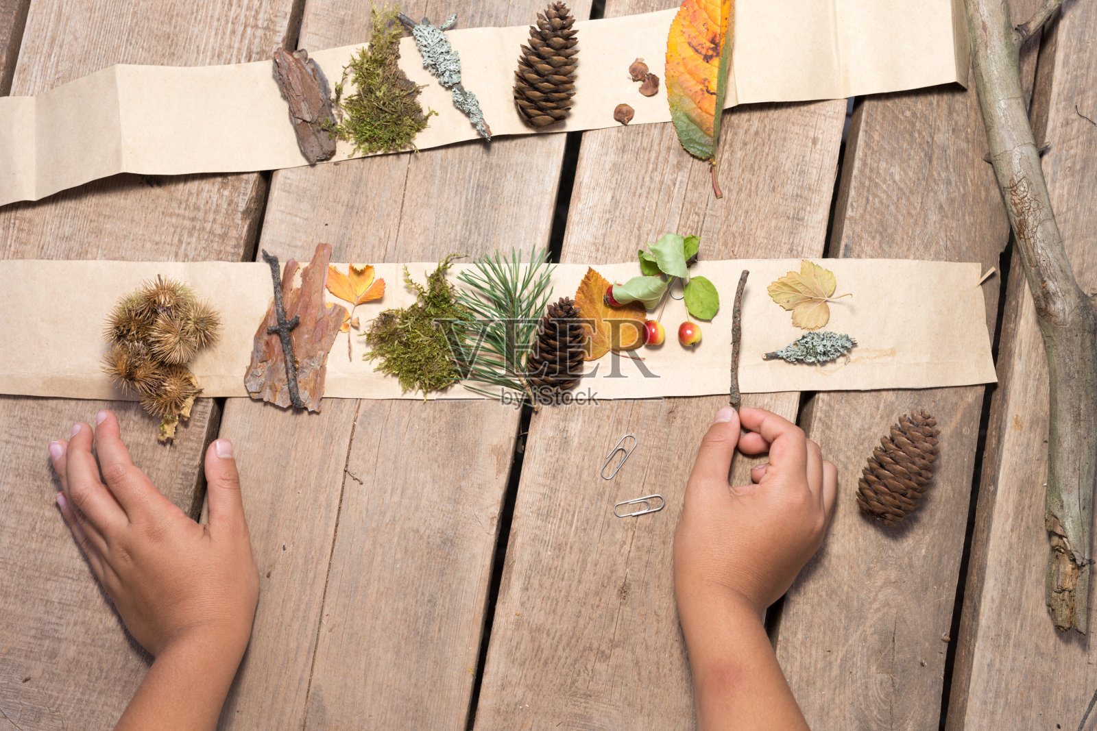 儿童创意集，收集多彩的秋天，树叶为植物标本室照片摄影图片