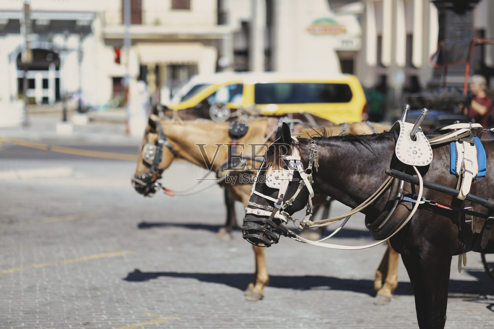 三匹马在哈瓦那老城休息。照片摄影图片