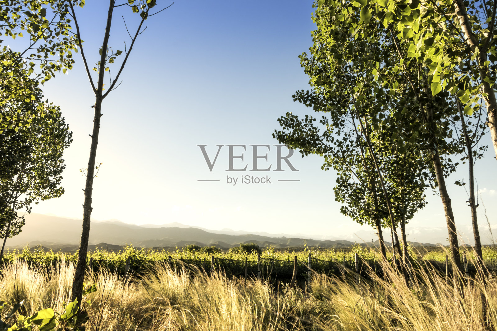 落日在葡萄园、群山和树林之间。Tupungato门多萨,阿根廷。照片摄影图片