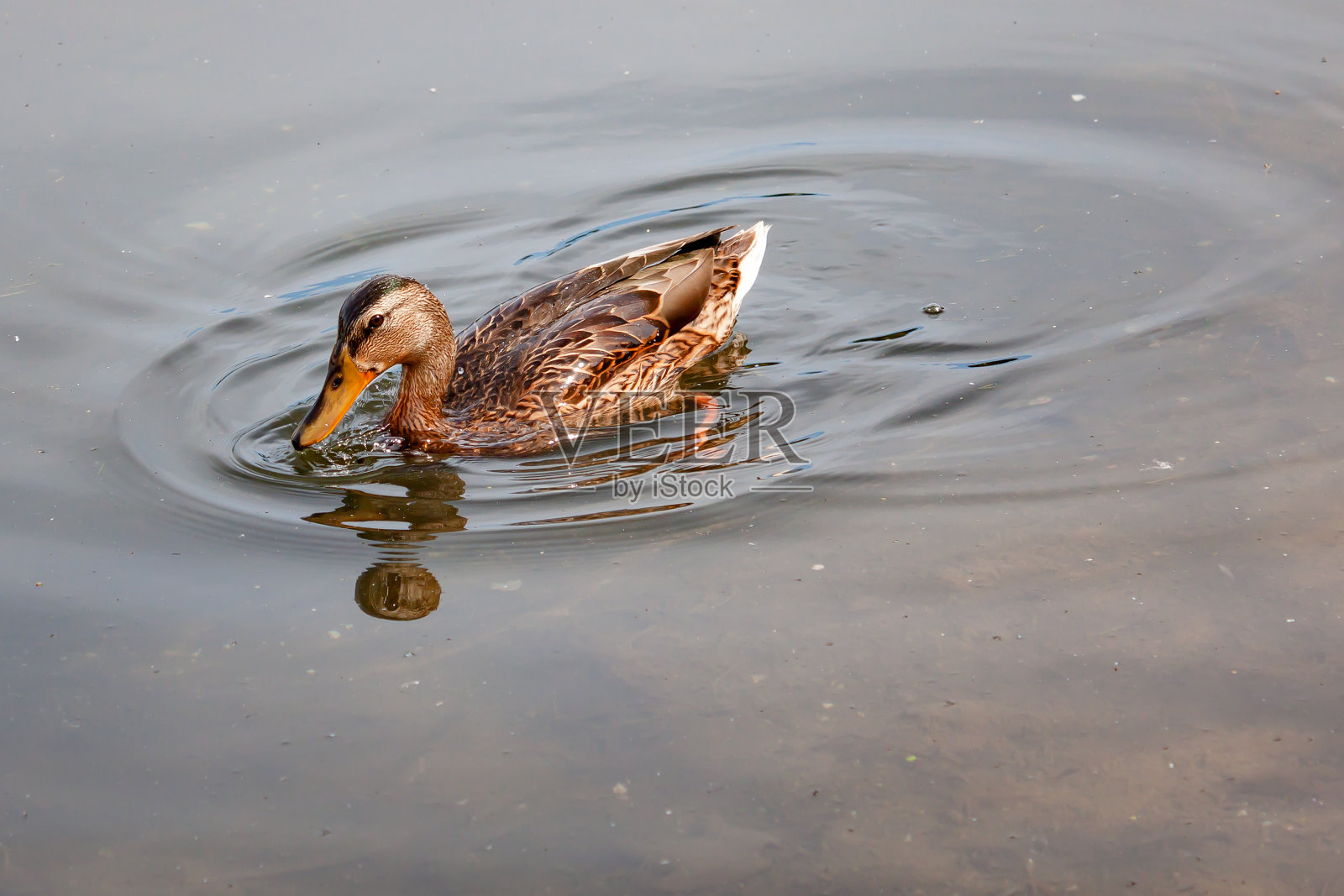 最常见的绿头鸭照片摄影图片