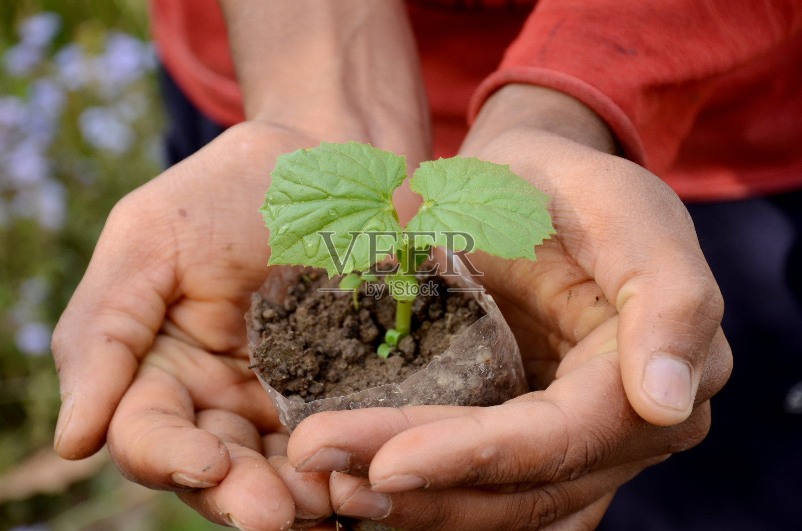 牵手呵护绿色小植物，环境治愈地球，拯救世界。照片摄影图片