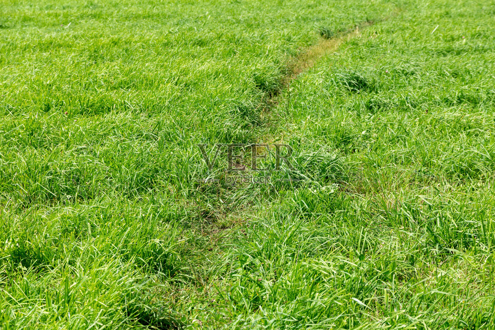 绿草地上的小路照片摄影图片