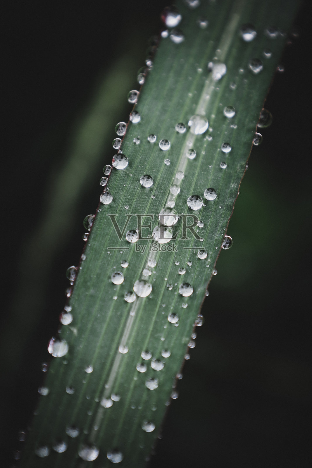 雨滴照片摄影图片