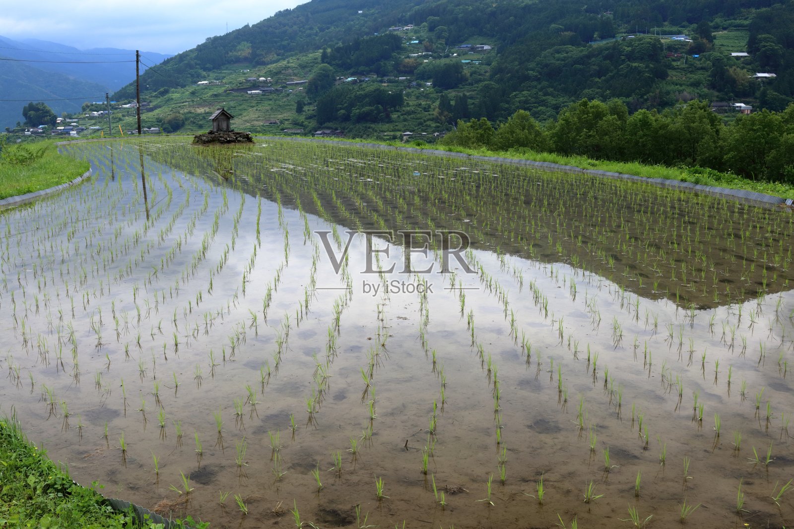 日本高知县大丰町稻田照片摄影图片