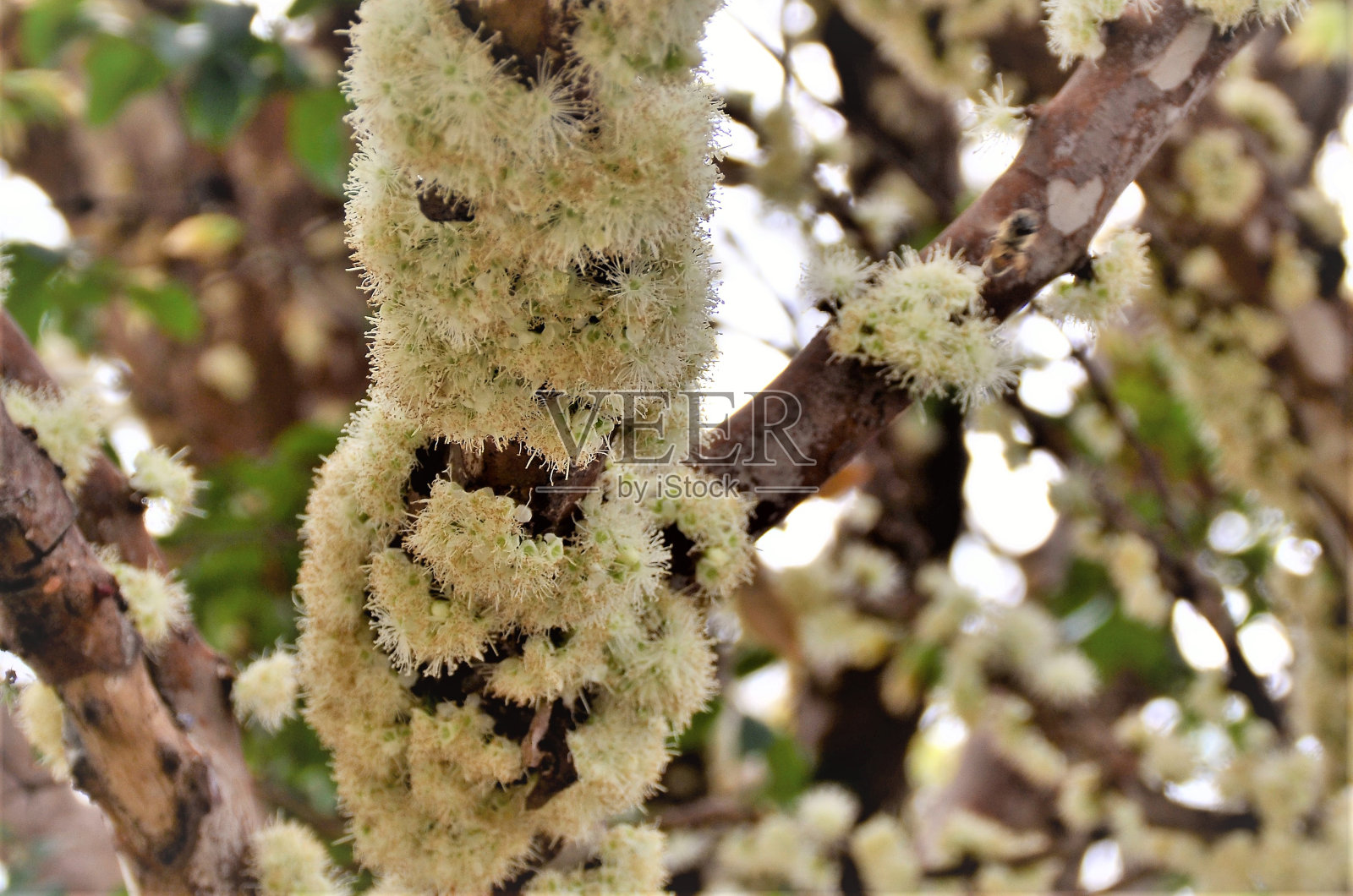 花椰菜的芳香花朵照片摄影图片