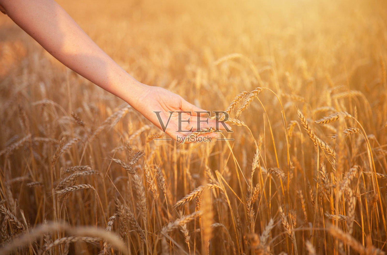 一个女人的手触摸着田野里的麦穗，那是夕阳金光照耀下的田野。收获的概念。照片摄影图片